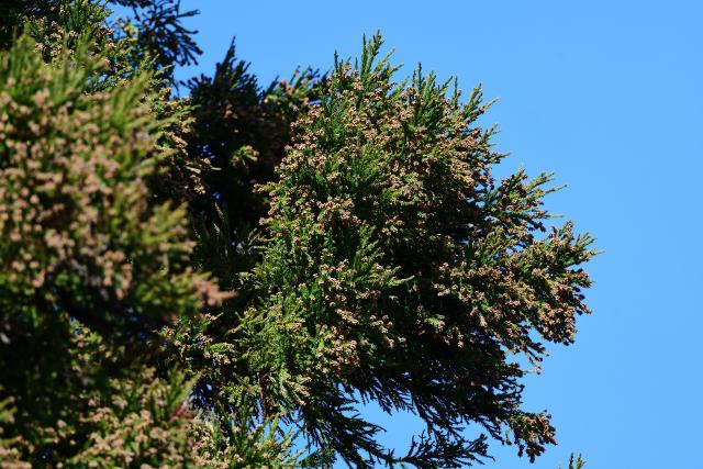 花粉 スギ 無花粉スギで花粉症はなくなる!? 実は進化している山の現状