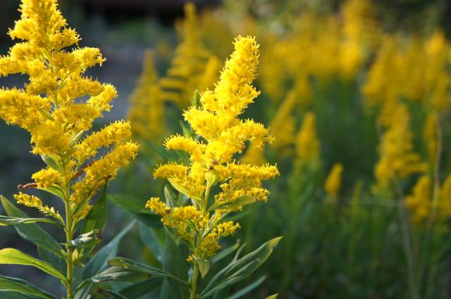 ブタクサ花粉の時期はいつからいつまで 時期や症状 対策を解説 ユーグレナ ヘルスケア ラボ