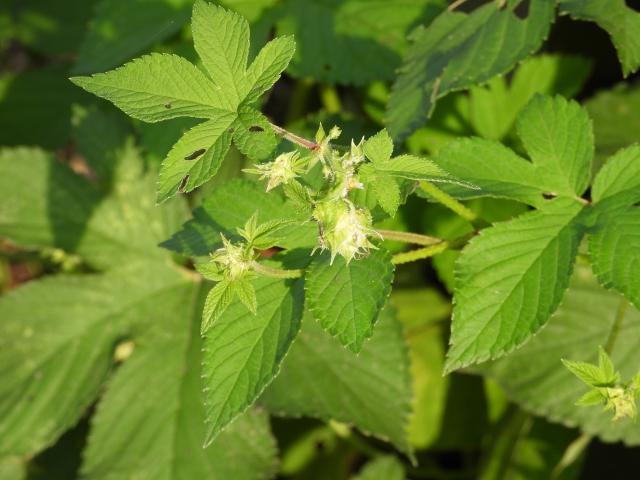 カナムグラ 花粉症 時期