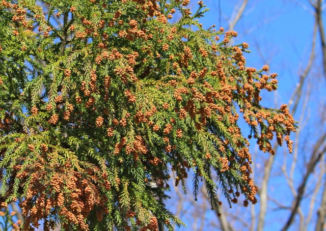 花粉