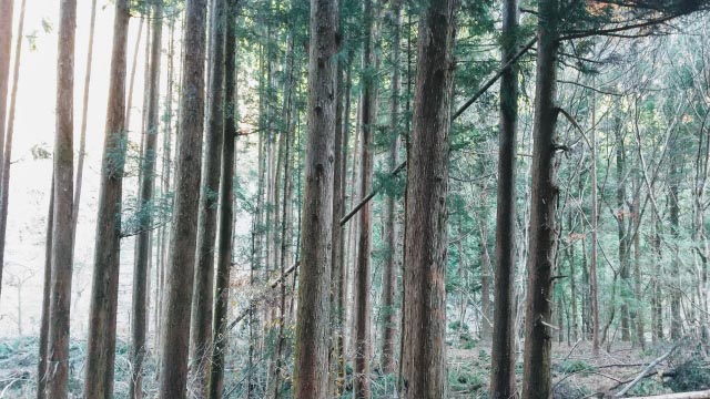 ヒノキ花粉の時期