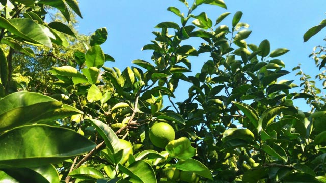 果物で花粉症を改善 果物と花粉症の関係やおすすめの果物を紹介 ユーグレナ ヘルスケア ラボ