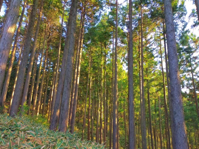 花粉症とは 花粉症の種類 症状と対策を徹底解説 ユーグレナ ヘルスケア ラボ