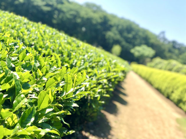 カテキン