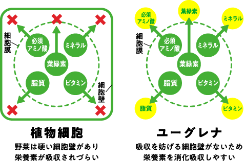 植物細胞 野菜は硬い細胞壁があり栄養素が吸収されづらい ユーグレナ 吸収を妨げる細胞壁がないため栄養素を消化吸収しやすい