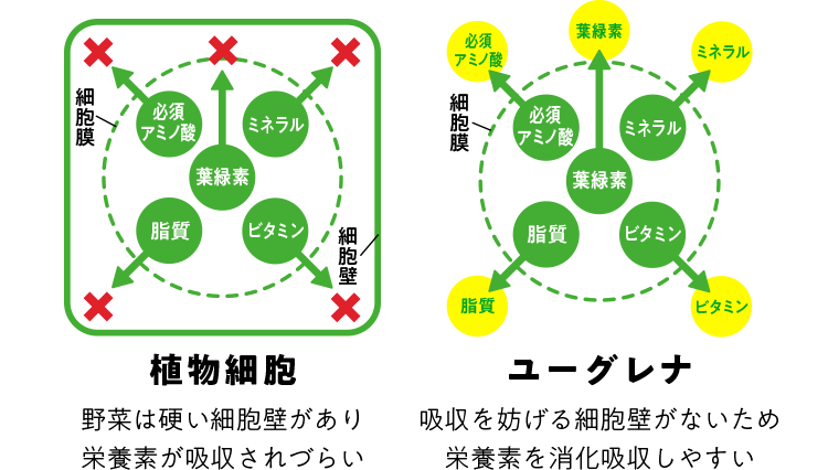 植物細胞 野菜は硬い細胞壁があり栄養素が吸収されづらい ユーグレナ 吸収を妨げる細胞壁がないため栄養素を消化吸収しやすい