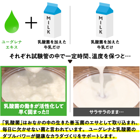 「乳酸菌」はおなかの中の⽣きた善玉菌のエサとして取り込まれ、毎日に欠かせない菌と言われています。ユーグレナと乳酸菌のダブルパワーが健康なカラダづくりをサポートします。