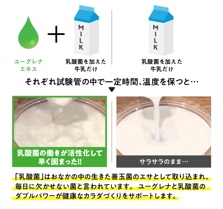 「乳酸菌」はおなかの中の⽣きた善玉菌のエサとして取り込まれ、毎日に欠かせない菌と言われています。ユーグレナと乳酸菌のダブルパワーが健康なカラダづくりをサポートします。