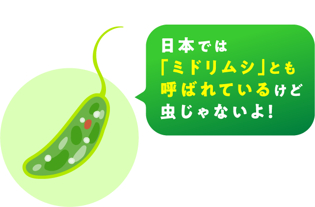 日本では「ミドリムシ」とも呼ばれているけど虫じゃないよ！