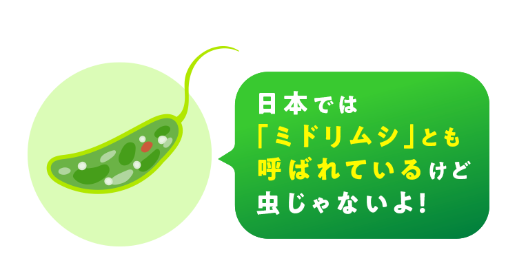日本では「ミドリムシ」とも呼ばれているけど虫じゃないよ！
