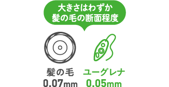 大きさはわずか髪の毛の断面程度 石垣島ユーグレナは石垣島育ち！