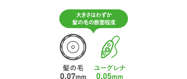 大きさはわずか髪の毛の断面程度 石垣島ユーグレナは石垣島育ち！