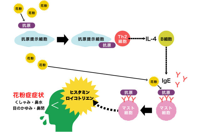 花粉症とはの画像