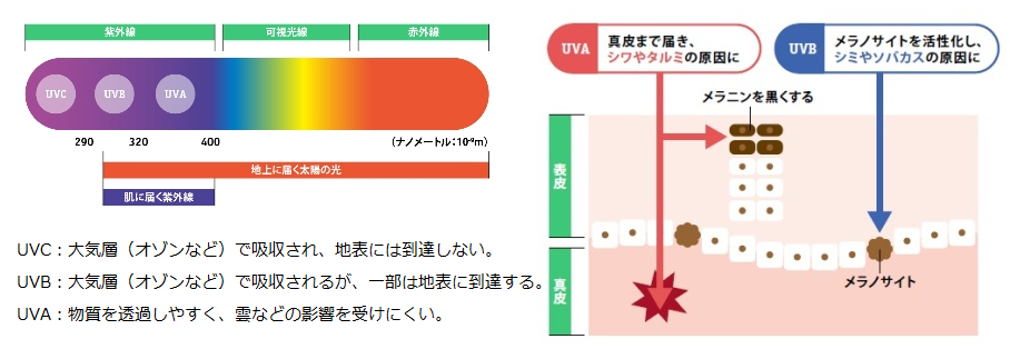 紫外線（UV）とはの画像