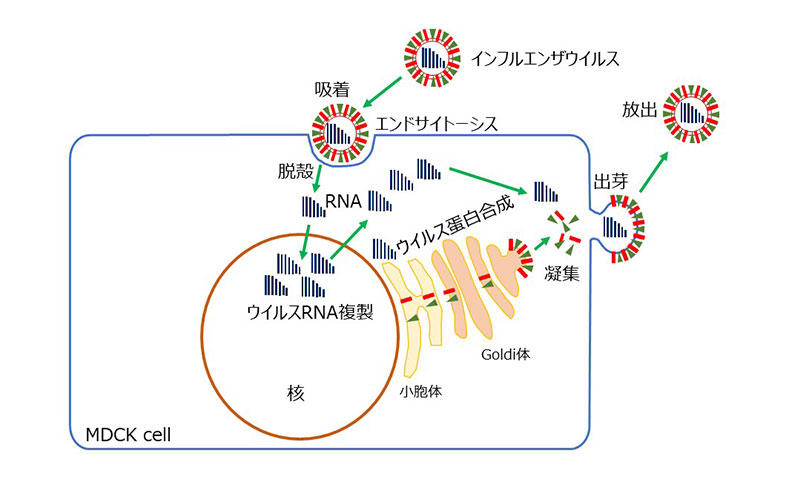 ウイルス感染とはの画像