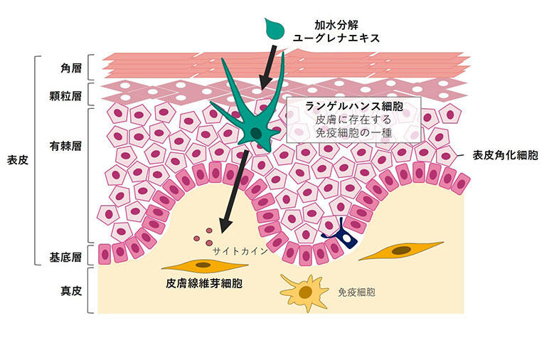 肌の免疫力についての画像