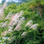 ススキ花粉の時期はいつ？ススキ花粉の時期や症状、対策を解説！