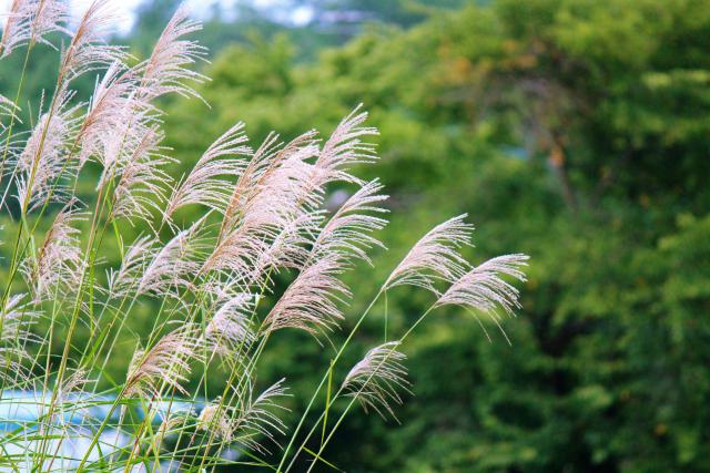 ススキ花粉の時期はいつ ススキ花粉の時期や症状 対策を解説 ユーグレナ ヘルスケア ラボ