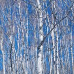 北海道ではシラカバ花粉に注意！シラカバ花粉の時期や症状、対策を解説！