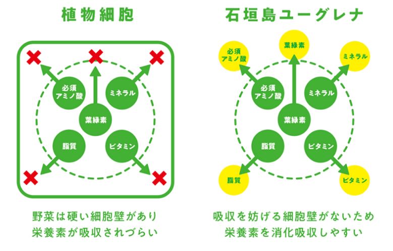 栄養の消化・吸収率は断トツ！