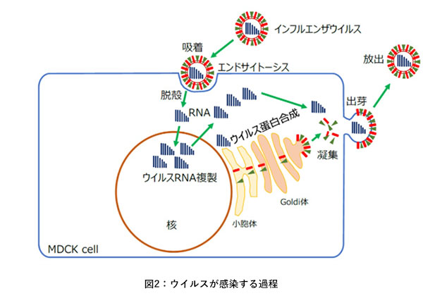 ウイルスが感染する過程についての画像