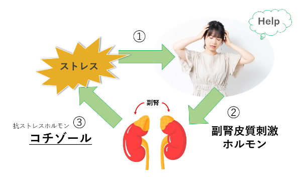 副腎疲労症候群